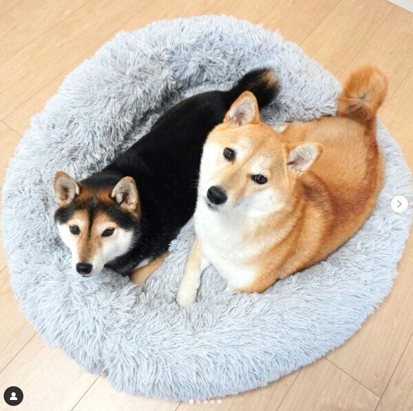 まったりするごまちゃんとつくねちゃん