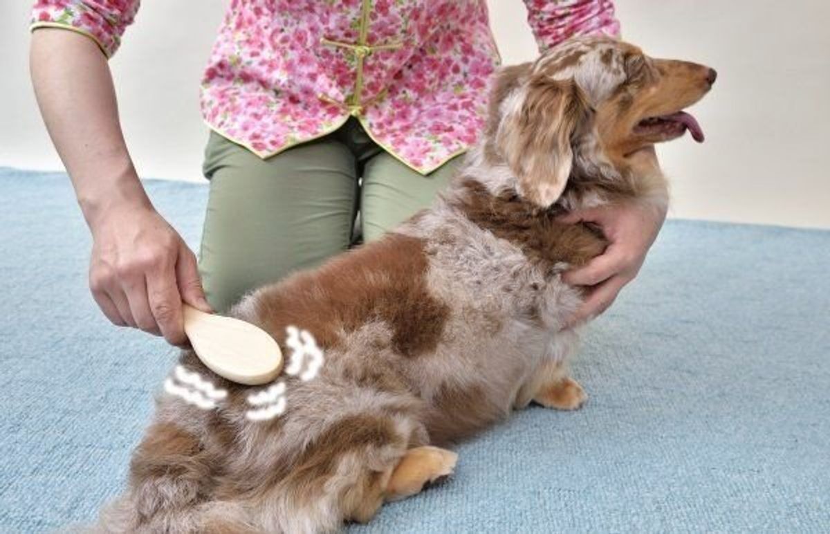 犬がいちばん心地よくなる腰を刺激してあげよう うっとり愛情ブラシマッサージ いぬのきもちweb Magazine 犬がいちばん心地よくなる腰を刺激してあげよう うっとり愛情ブラシマッサージ いぬのきもちweb Magazine