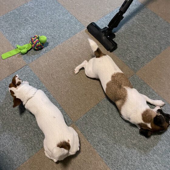 愛犬と過ごしている部屋を大掃除するときのポイント いぬのきもち