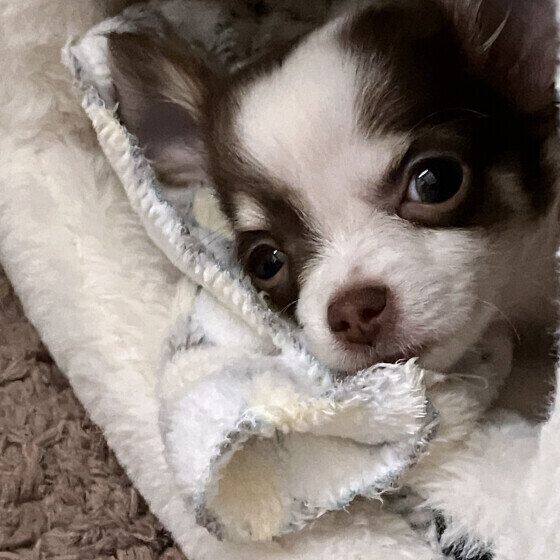 チワワのらんちゃん