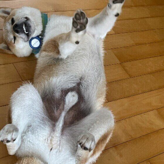 犬が前足をピーンと伸ばす理由とは かわいい画像もご紹介 いぬのきもちweb Magazine