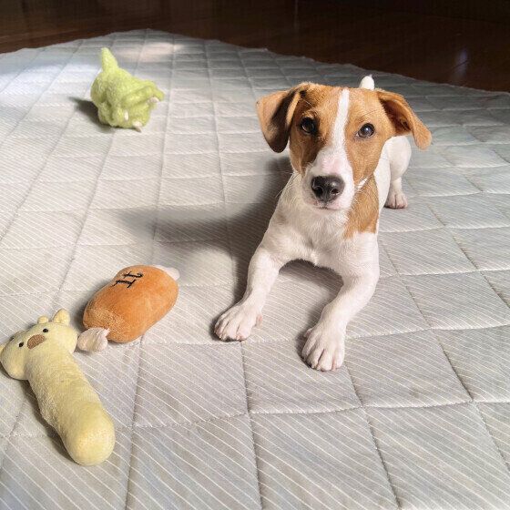 飼い主さんと遊びたいNETOくん