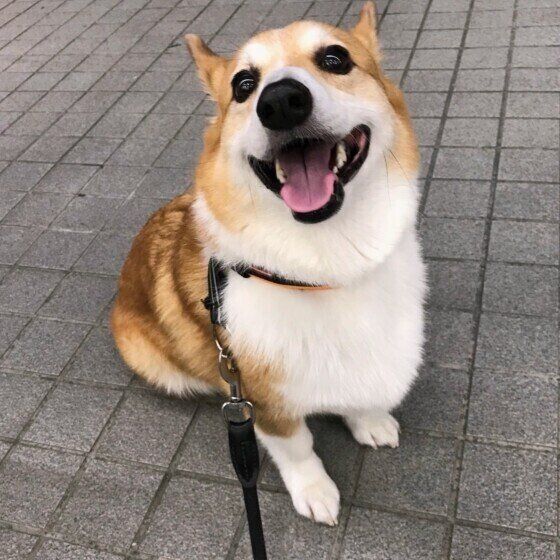 ウェルシュ・コーギー・ペンブロークのココアくん