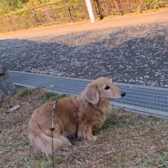 犬の介護が必要になるってどういうこと？