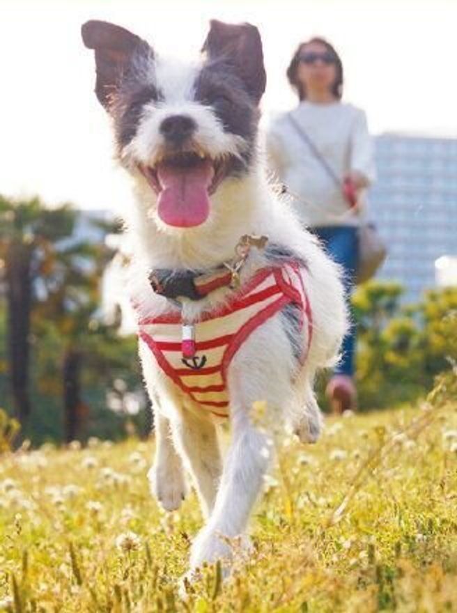 新しい家族のもとで 輝く笑顔を取り戻した アグリの卒業犬たち いぬのきもちweb Magazine 新しい家族のもとで 輝く笑顔を取り戻した アグリの卒業犬たち いぬのきもちweb Magazine