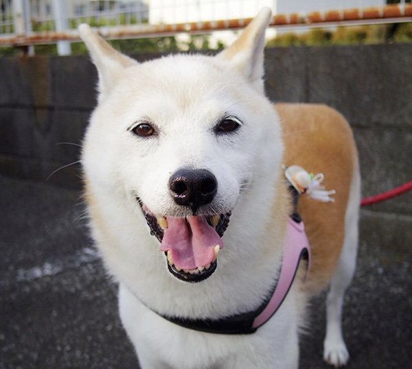 柴犬のはなちゃん