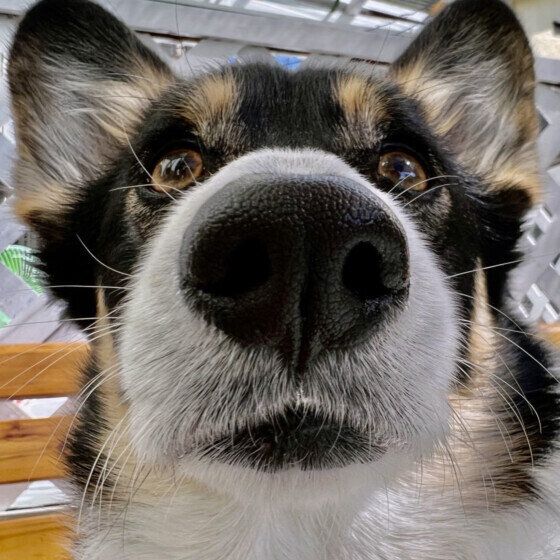 犬の鼻紋は人でいう指紋？ 鼻のシワで個体識別ができる技術が進んでいる？ いぬのきもち