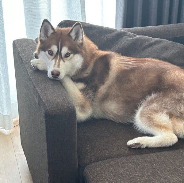 見つめるレムちゃん