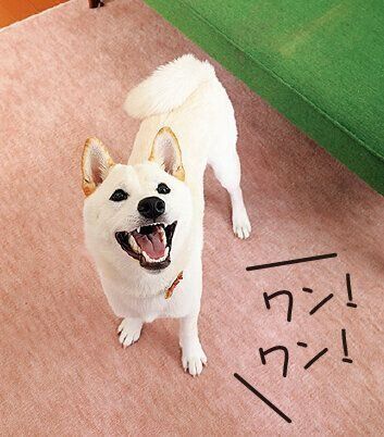 撮影/尾﨑たまき