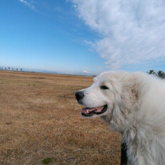大型犬の車の乗せ方は？ 大型犬と安全なドライブをするために注意すること いぬのきもち