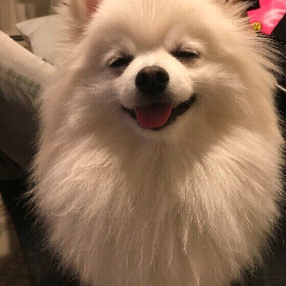 ポメラニアンの平吉くん