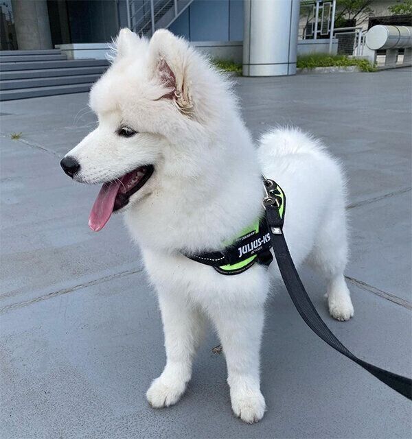 散歩するエデンちゃん