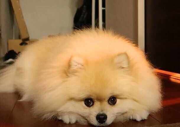 ポメラニアン　モチちゃん