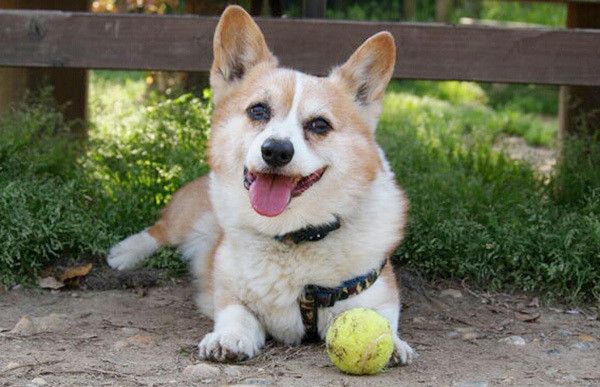 遊ぶコーギー