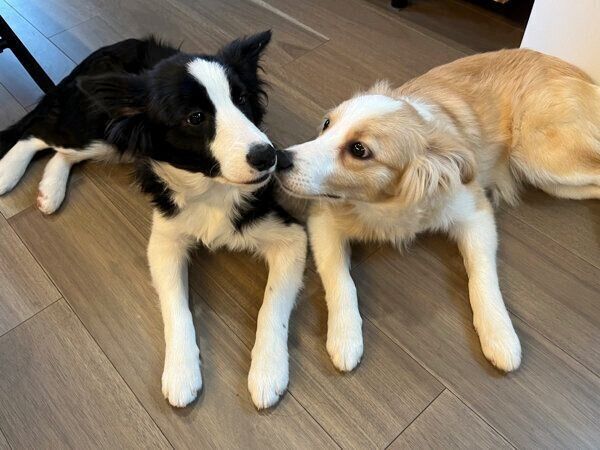 鼻をくっつけるむぎちゃん、あんずちゃん