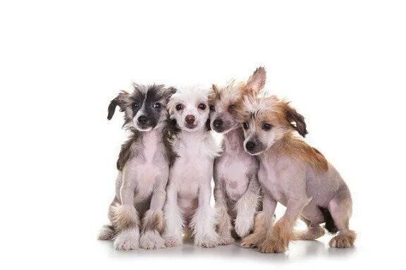 ヘアレスのチャイニーズ・クレステッド・ドッグ