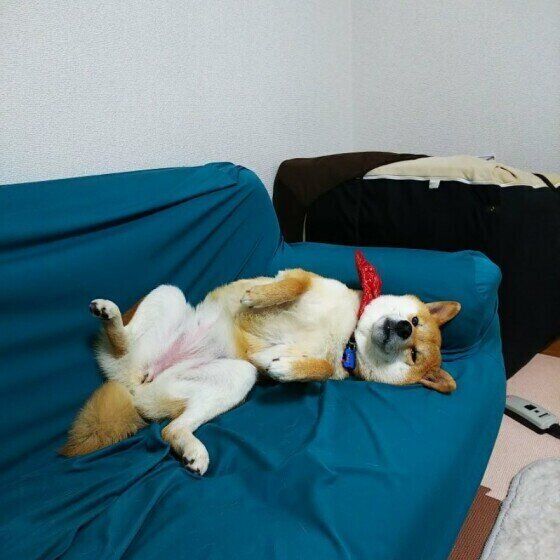 くつろぐ柴犬