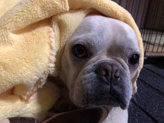 毛布をかぶるチロくん