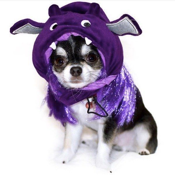ワンコのハロウィン