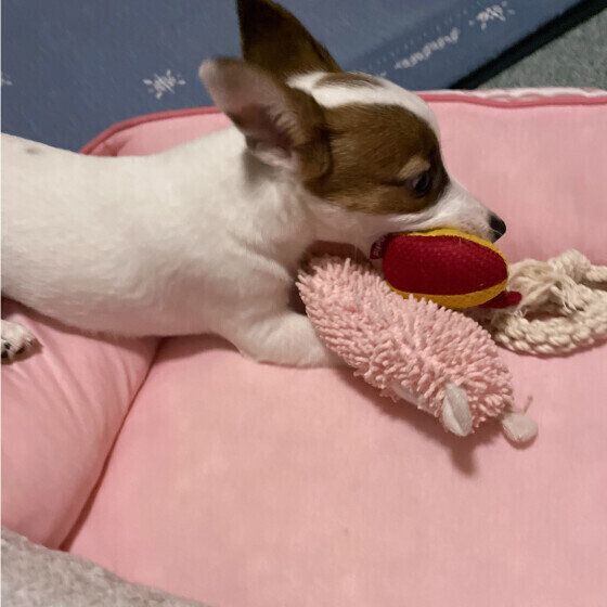 おもちゃを集めるジャック・ラッセル・テリア