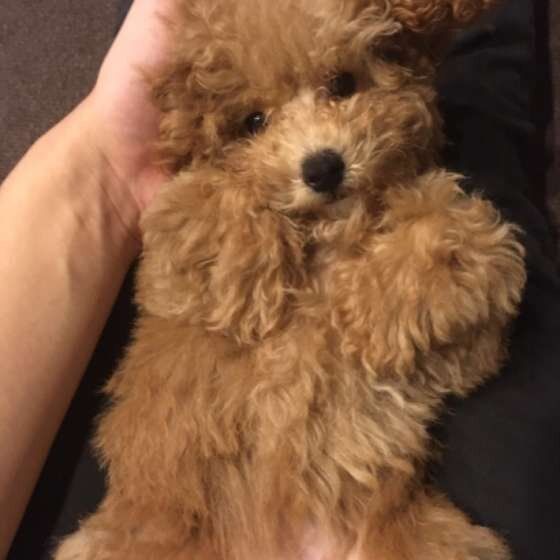 寝転がるトイ・プードル