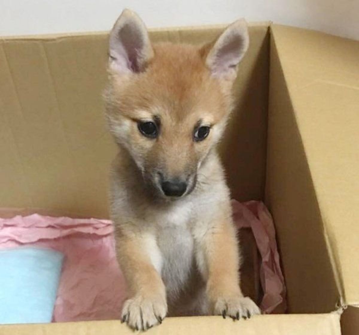 犬の体格 性格は 胎児のうちに決まっている って本当 いぬのきもちweb Magazine 犬の体格 性格は 胎児のうちに決まっている って本当 いぬのきもちweb Magazine