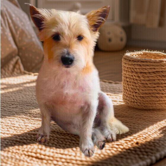 犬がピーピー鳴く理由と対処法 鼻を鳴らす犬の特徴とは? いぬのきもち