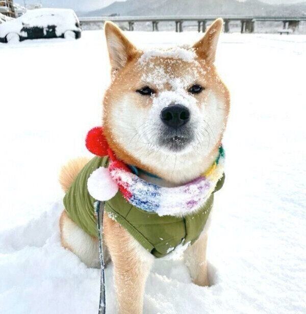 雪遊びをする福くん