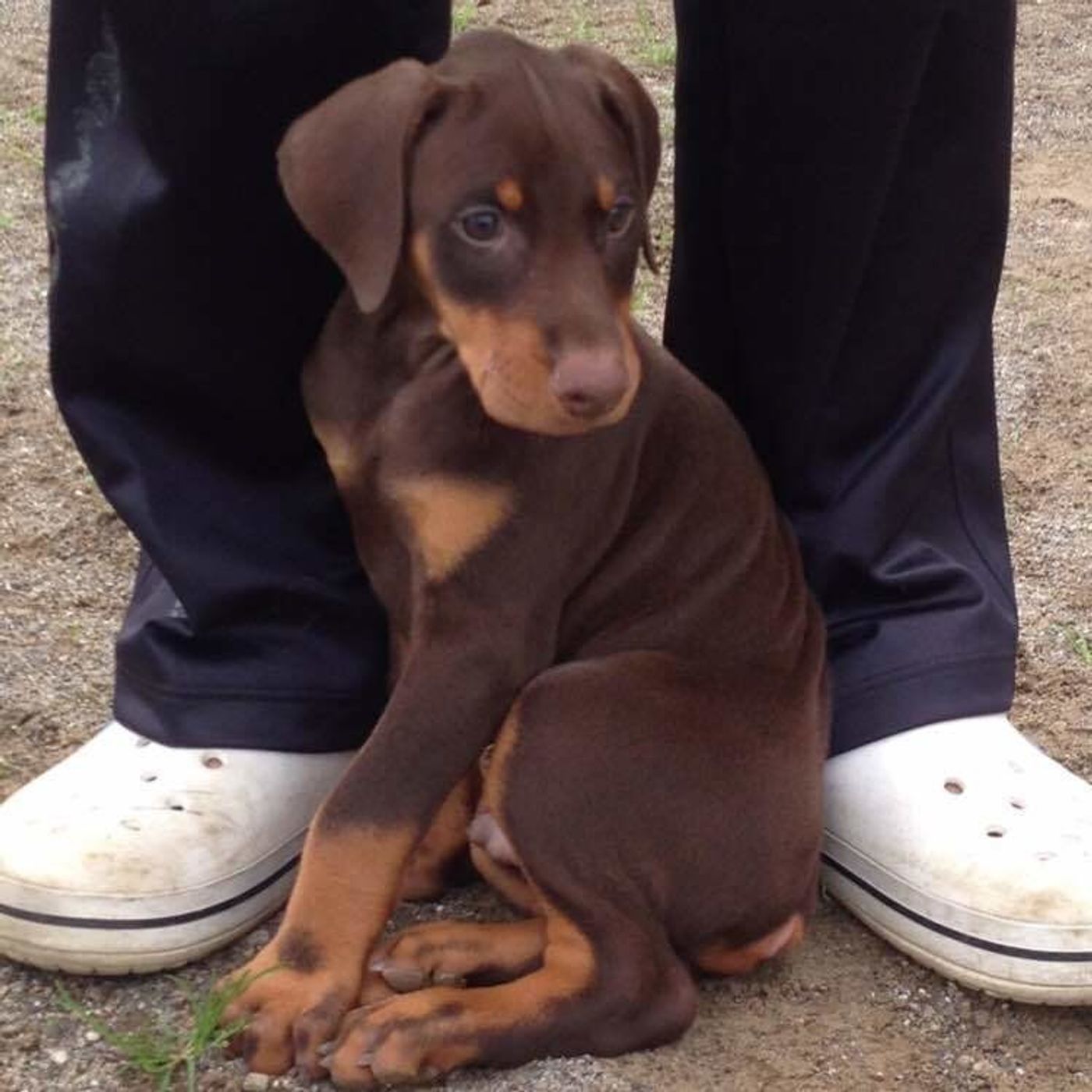 クールなドーベルマンのクールじゃない 萌え写真 いぬのきもちweb Magazine クールなドーベルマンのクールじゃない 萌え写真 いぬのきもちweb Magazine