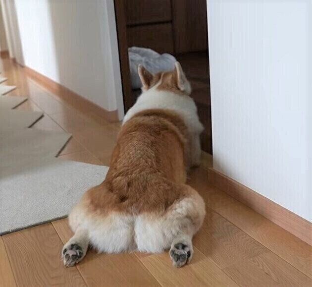 コーギー犬のおしり