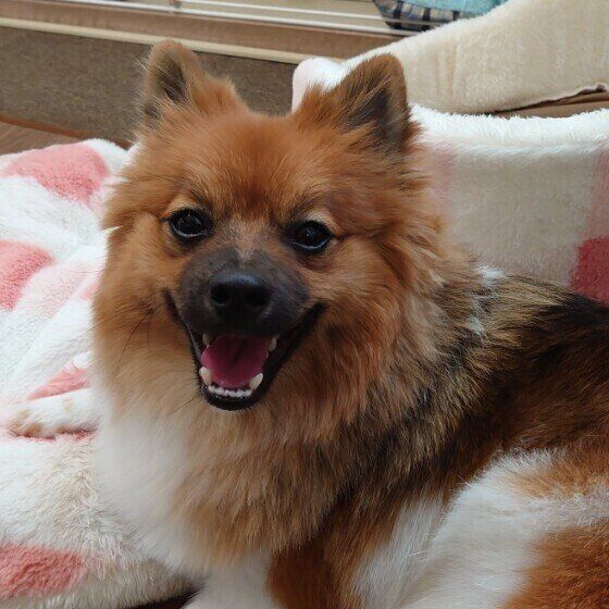 笑顔のポメラニアン