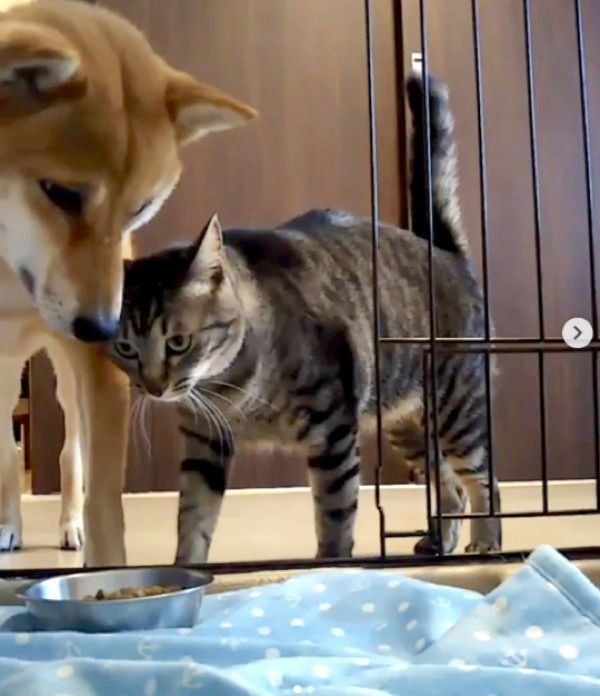 猫にごはんを狙われる柴犬