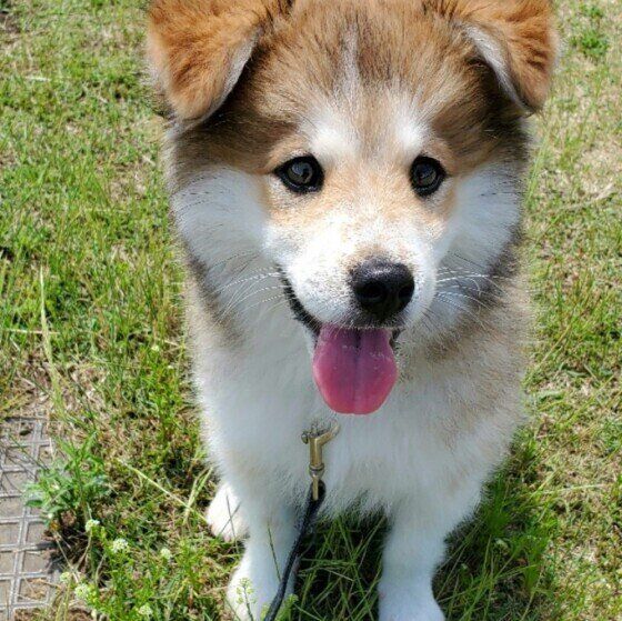 一緒にいると活力アップ 犬がシニア世代にもたらす いいこと いぬのきもちweb Magazine