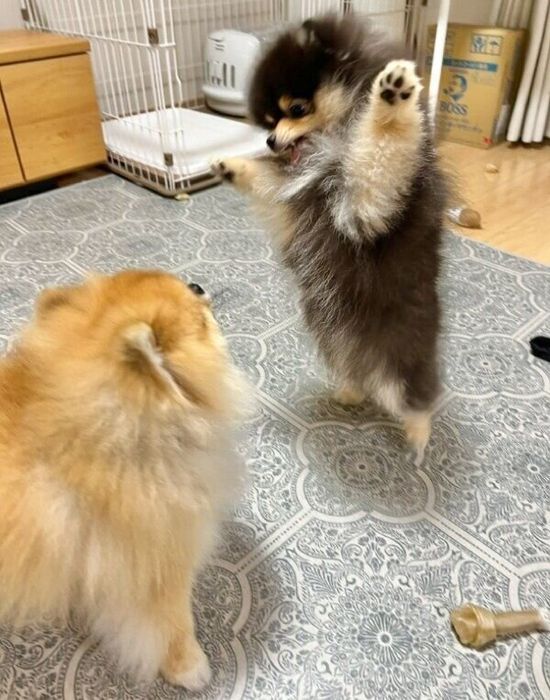 秋田くんと遊びたい小町ちゃん