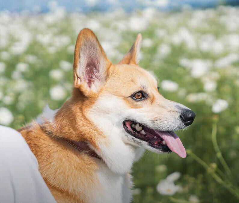 コスモスコーギー 咲き誇るコスモス！ 青空のもと朝のお散歩に出かけるコーギー♪｜いぬ