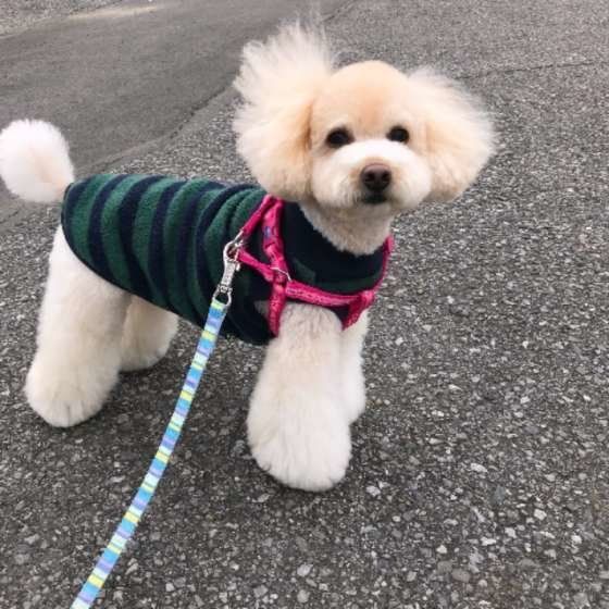 お散歩するトイ・プードル