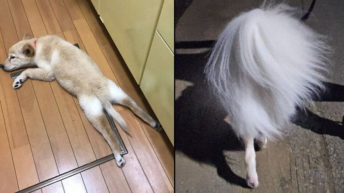 つるちゃんのしっぽの成長ビフォーアフター