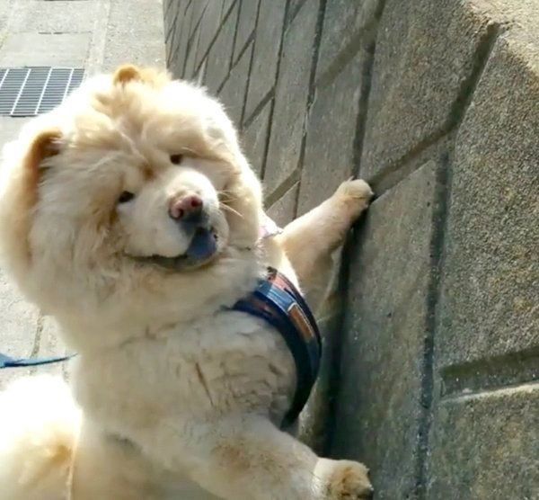 猫の鳴き真似に反応するくり蔵くん