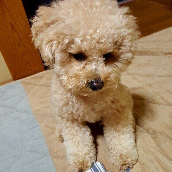 イタズラを反省しているトイ・プードル