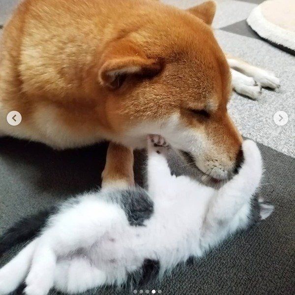 柴犬の小春ちゃんと猫のぶち助くん