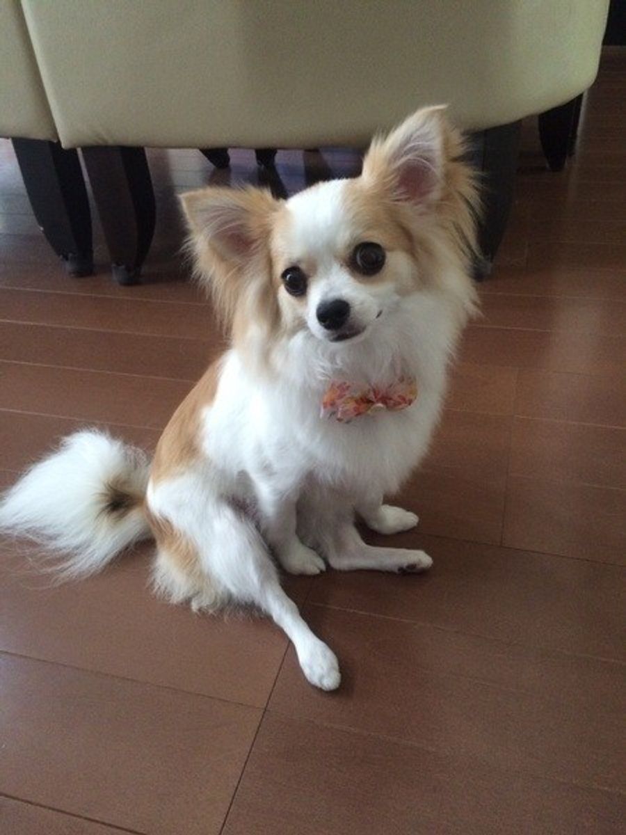 初心者向け 犬のドライヤーのかけ方 速乾のコツや注意点とは いぬのきもちweb Magazine 初心者向け 犬のドライヤーのかけ方 速乾のコツや注意点とは いぬのきもちweb Magazine