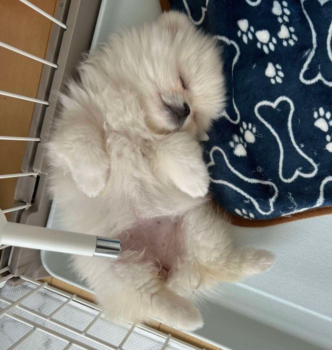 生後3カ月のころに撮影したなんこつちゃん