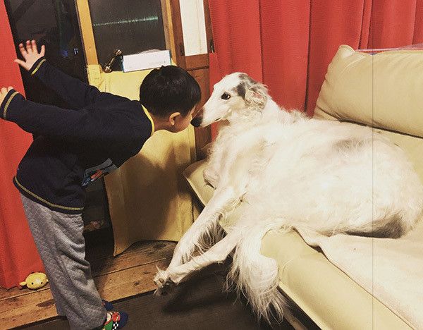 ボルゾイと男の子