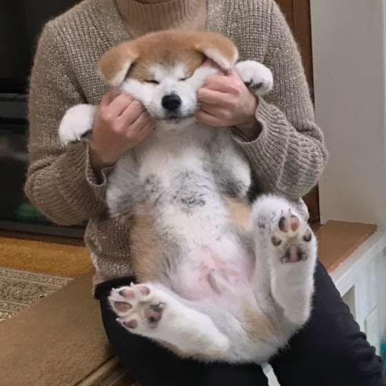 抱っこされる秋田犬