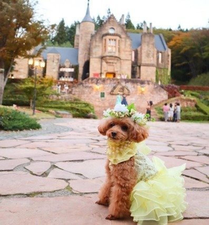 インスタ映えも狙える 愛犬と行きたい関東のおしゃれスポット3選 いぬのきもちweb Magazine インスタ映えも狙える 愛犬と行きたい関東のおしゃれスポット3選 いぬのきもちweb Magazine