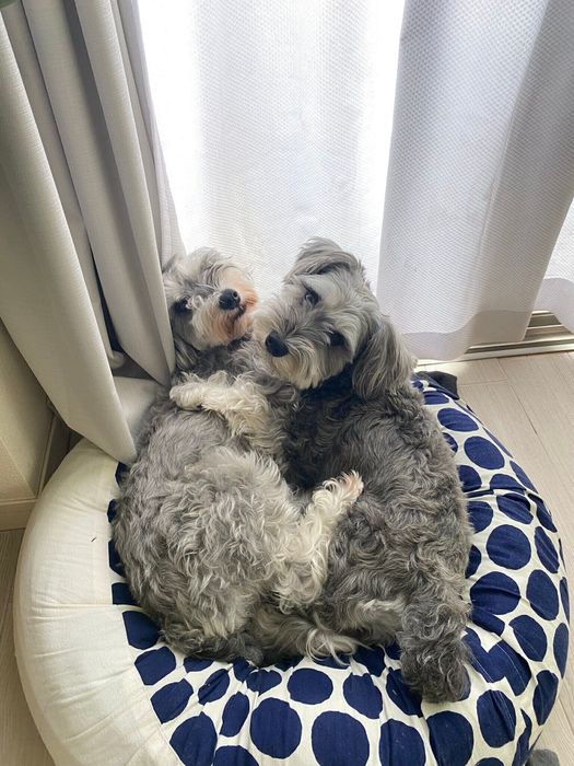 ミニチュア・シュナウザーのHugoくん(写真左・取材時4才)とCocoちゃん(写真右・取材時4才)