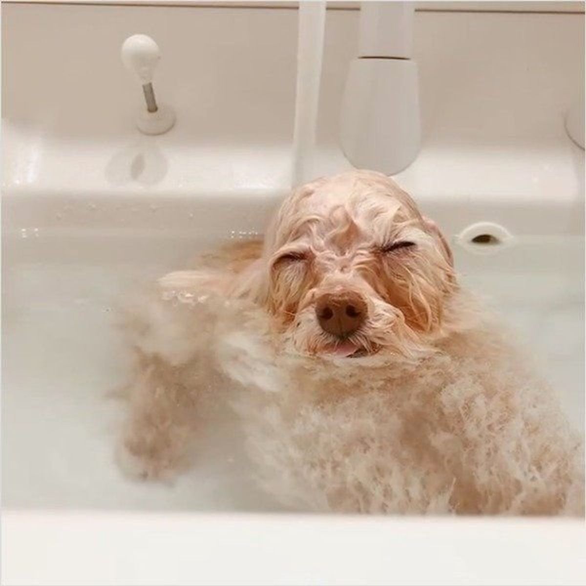 お風呂犬 たちの癒しの表情4選 犬がお風呂に入るメリットも解説 いぬのきもちweb Magazine お風呂犬 たちの癒しの表情4選 犬がお風呂に入るメリットも解説 いぬのきもちweb Magazine