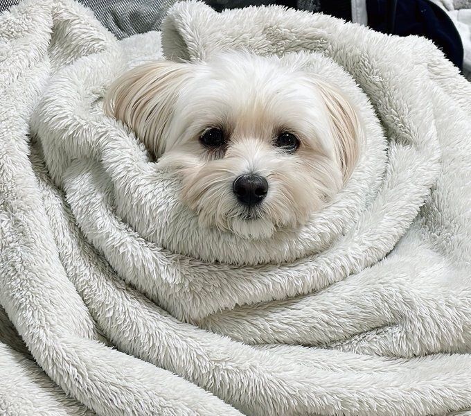 毛布にくるまれている犬