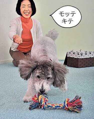 おもちゃを投げる