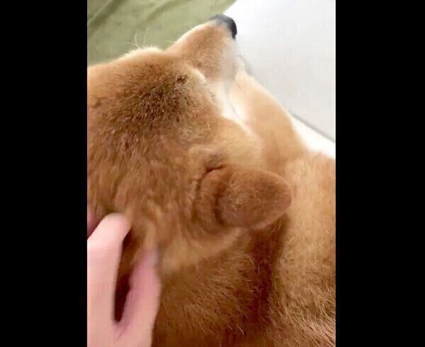 撫でてアピールが可愛いぽてとくん